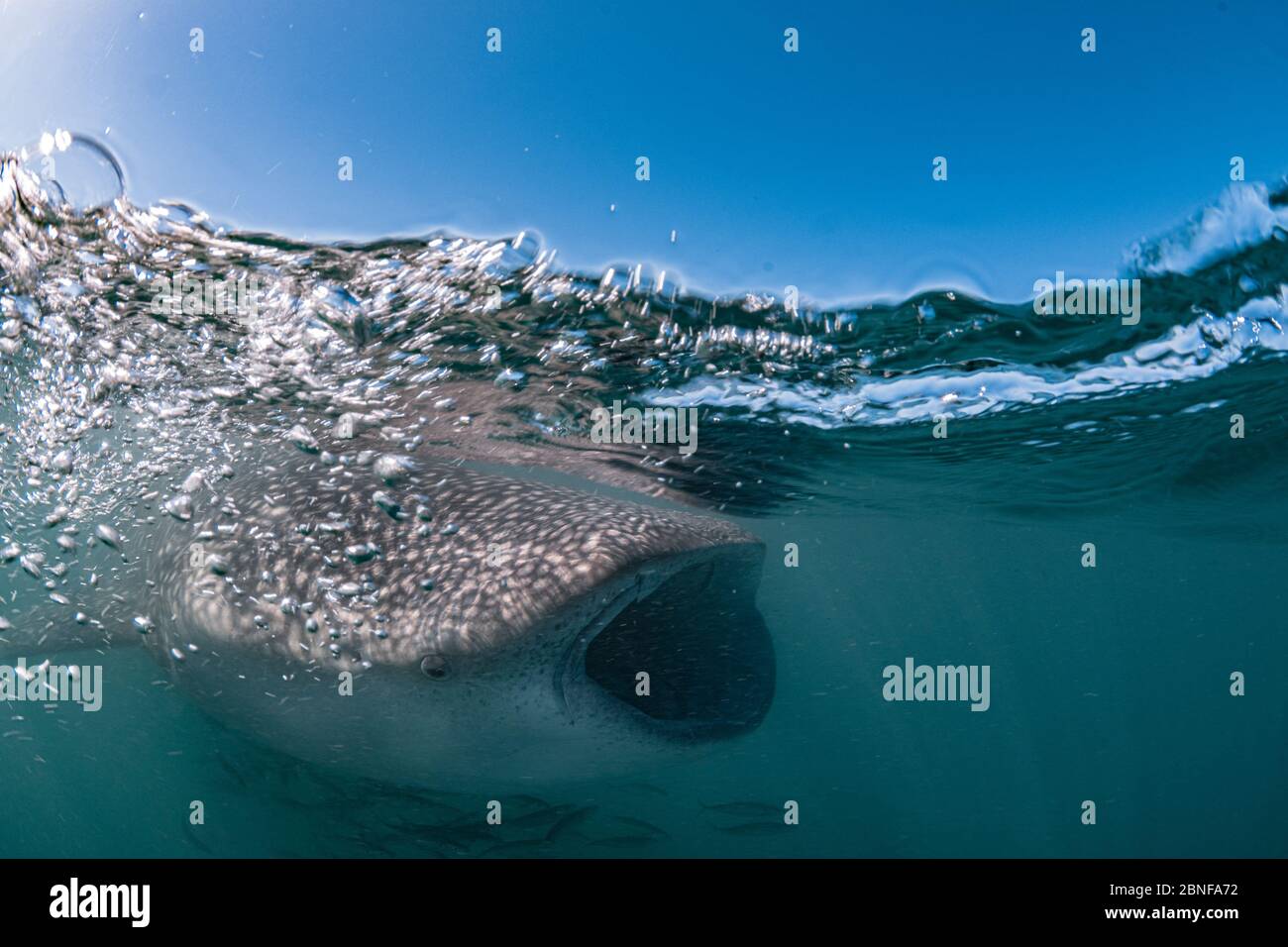 Un tiburón ballena juvenil que se alimenta justo debajo de la superficie Foto de stock