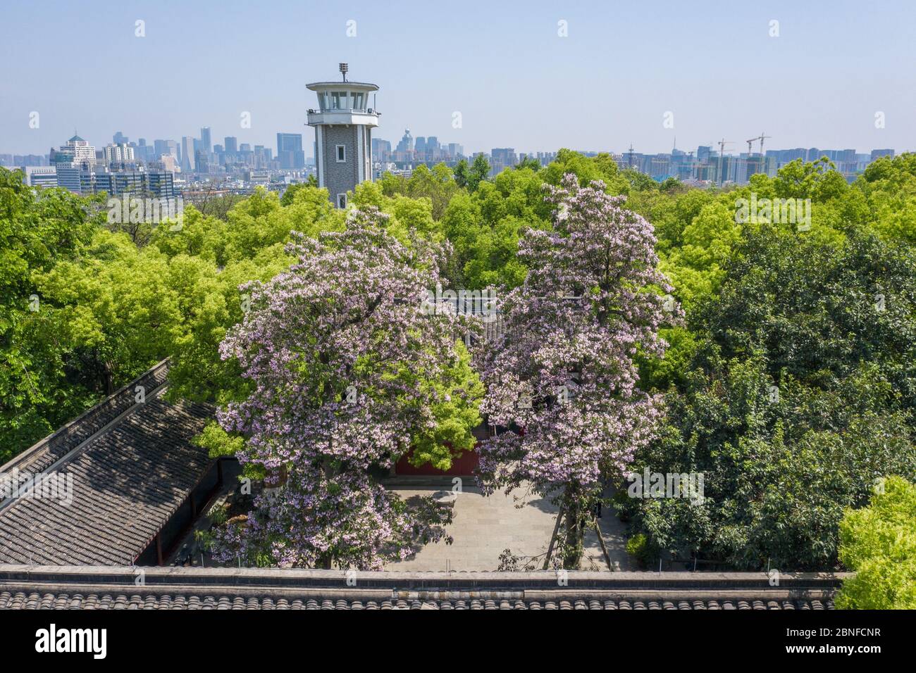 Los llamados "árboles más hermosos" están floreciendo, con una historia de 500 años. Estas dos catalpas manchurianas de pie dentro del templo Dongyue de Wu Foto de stock