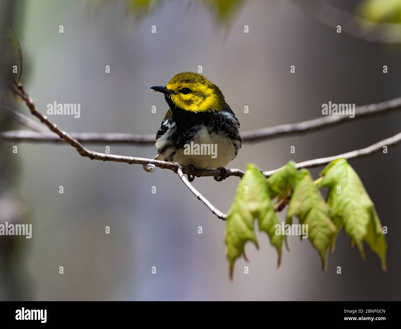 El negro-throated verde warbler, Setophaga virens, un neotropical migrante en el centro de la naturaleza, Ohio Foto de stock