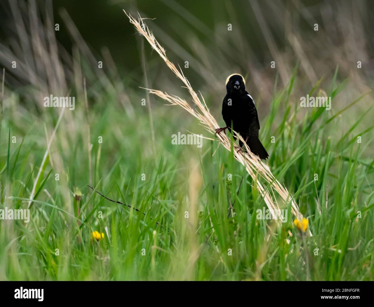 Bobolink, Dolichonyx oryzivorus, un ave migratoria en los pastizales de Ohio Foto de stock