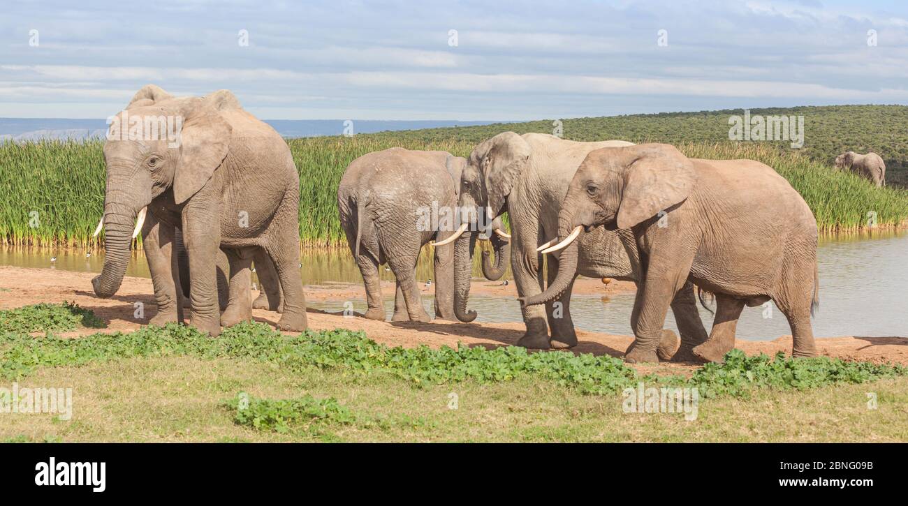 Parte de una manada de elefantes en la presa de Hatoor en el Parque Nacional de elefantes Addo en Sudáfrica. Foto de stock
