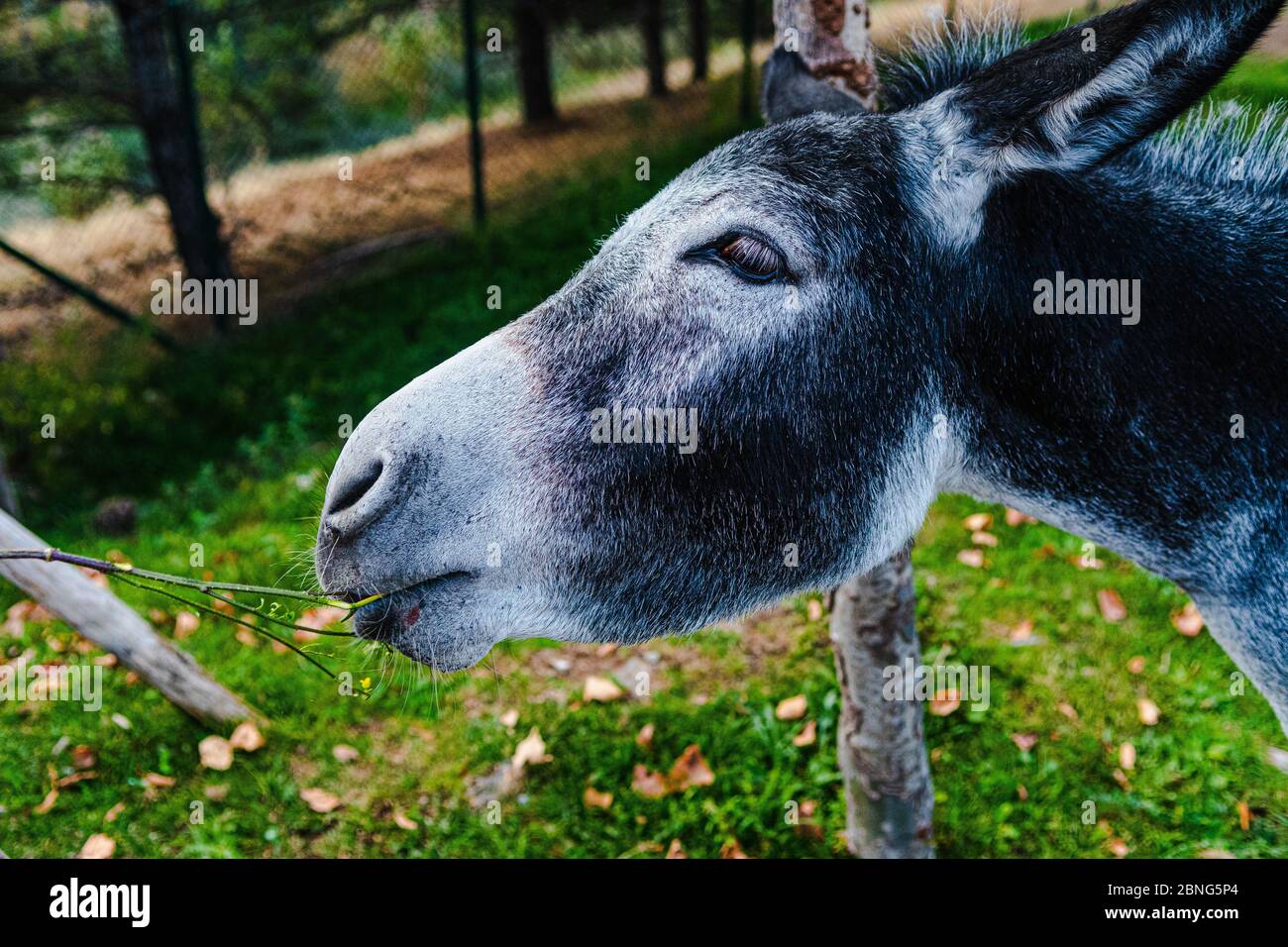 Burro blanco y negro fotografías e imágenes de alta resolución Alamy