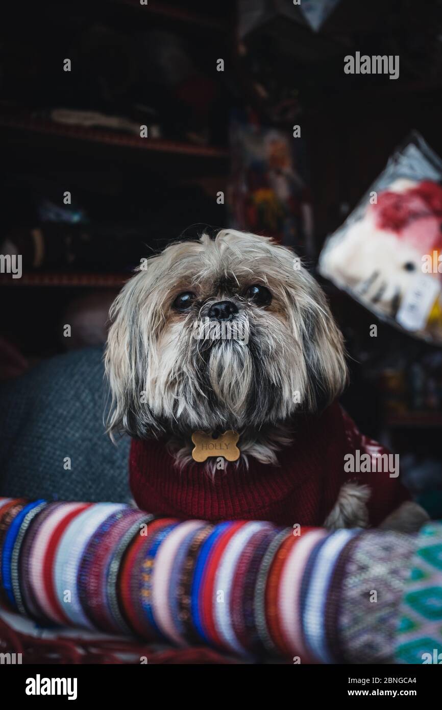 Vertical primer plano de un perro imperial chino con un suéter lindo  Fotografía de stock - Alamy