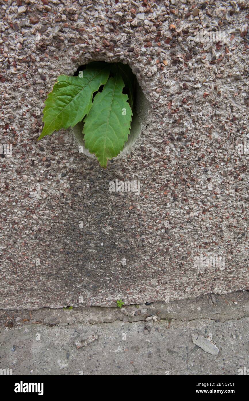 Hojas que crecen fuera del agujero en la pared en la calle, Bristol, Reino Unido, enero. Foto de stock