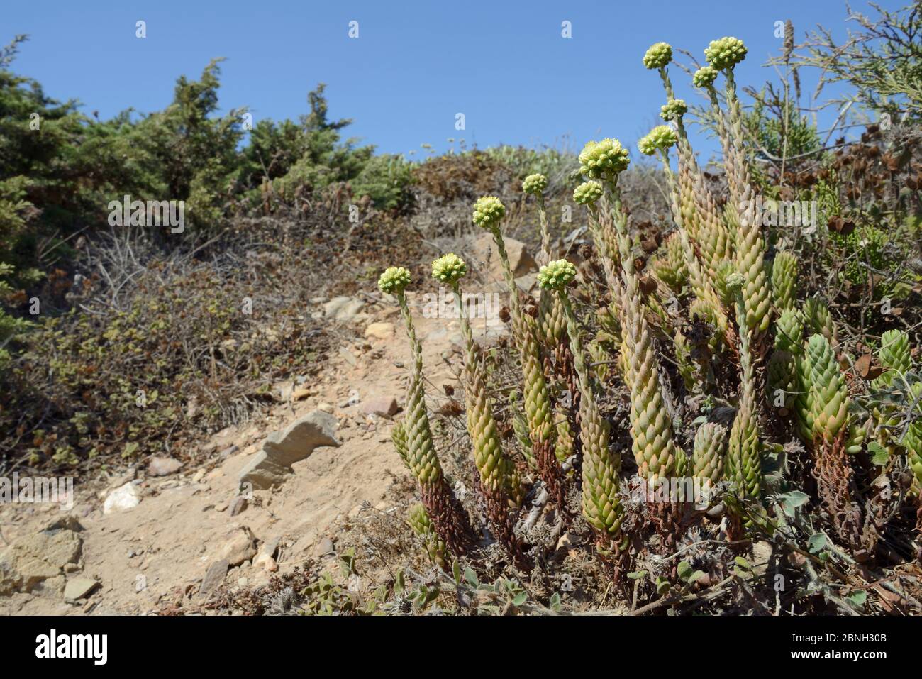 Piedra pálida (Sedum sediforme) floración en las dunas costeras, Algarve, Portugal, agosto de 2013. Foto de stock