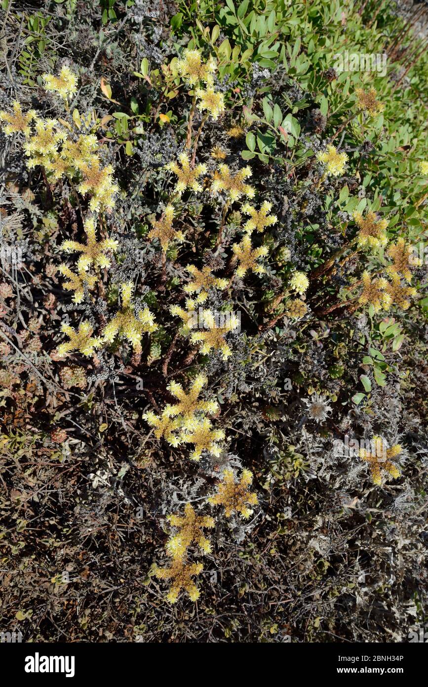 Piedra pálida (Sedum sediforme) floración en las dunas costeras, Algarve, Portugal, agosto de 2013. Foto de stock