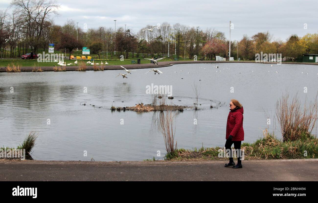 Un caminante solitario en el estanque de cisnes y patos en Knightswood Park, en Glasgow. Normalmente el parque está lleno de gente caminando, alimentando a los cisnes y patos, pero ahora, está casi vacío y vacío debido a la pandemia de Covid-19, coronavirus que está vagando por Gran Bretaña y el país está en un bloqueo y permanecer en el modo de casa por ahora. A la gente se le permite nuestro, brevemente para un paseo y para hacer ejercicio. Mayo de 2020. ALAN WYLIE/ALAMY© Foto de stock