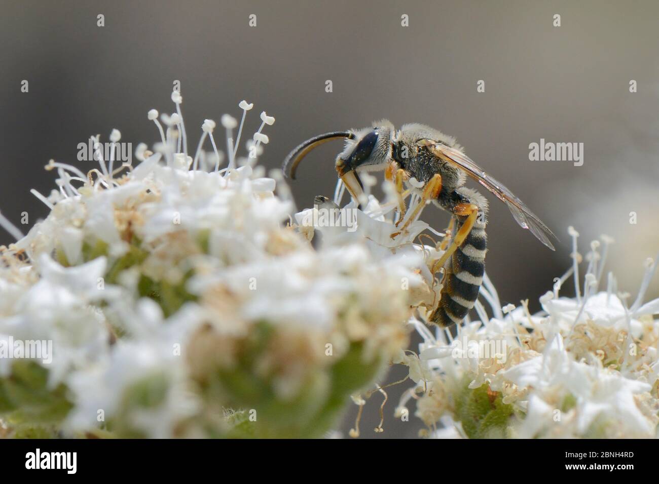 Abeja sudoríca (Halictus cf. Brunnescens) forrajeo femenino en el organo cretense (Origanum onites), Lesbos/ Lesvos, Grecia. Foto de stock