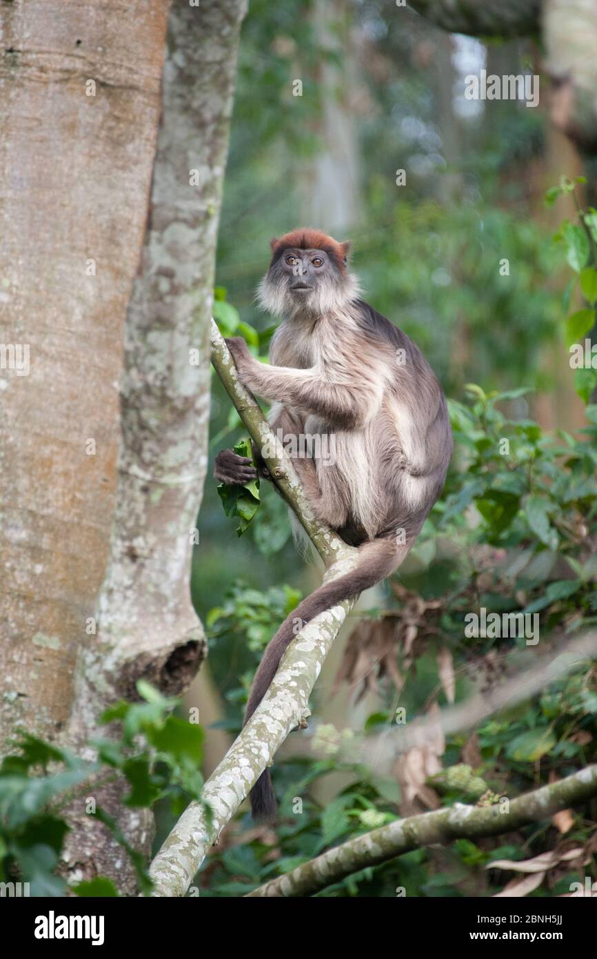 Mono de colobus rojo (Procolobus badius) Bosque de Kibale, Uganda. Foto de stock