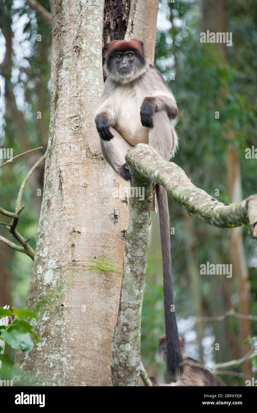 Mono colobús rojo (Procolobus badius) macho grande, bosque de Kibale, Uganda. Foto de stock