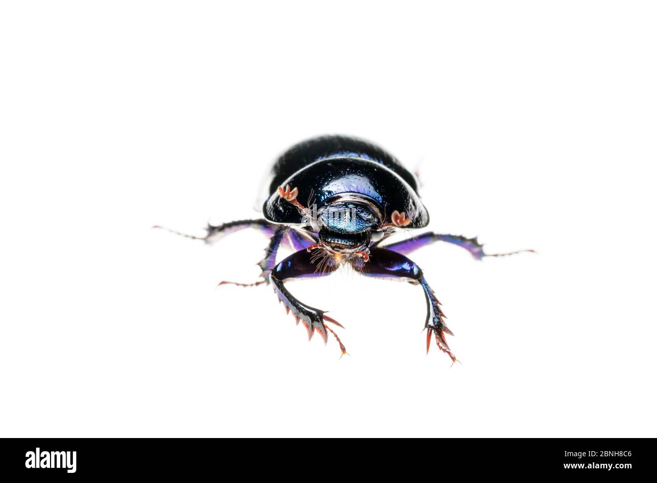 Escarabajo de estiércol forestal (Anoplotrabes stercorosus), Maine-et-Loire, Francia, octubre de meetyourneighbors.net proyecto Foto de stock