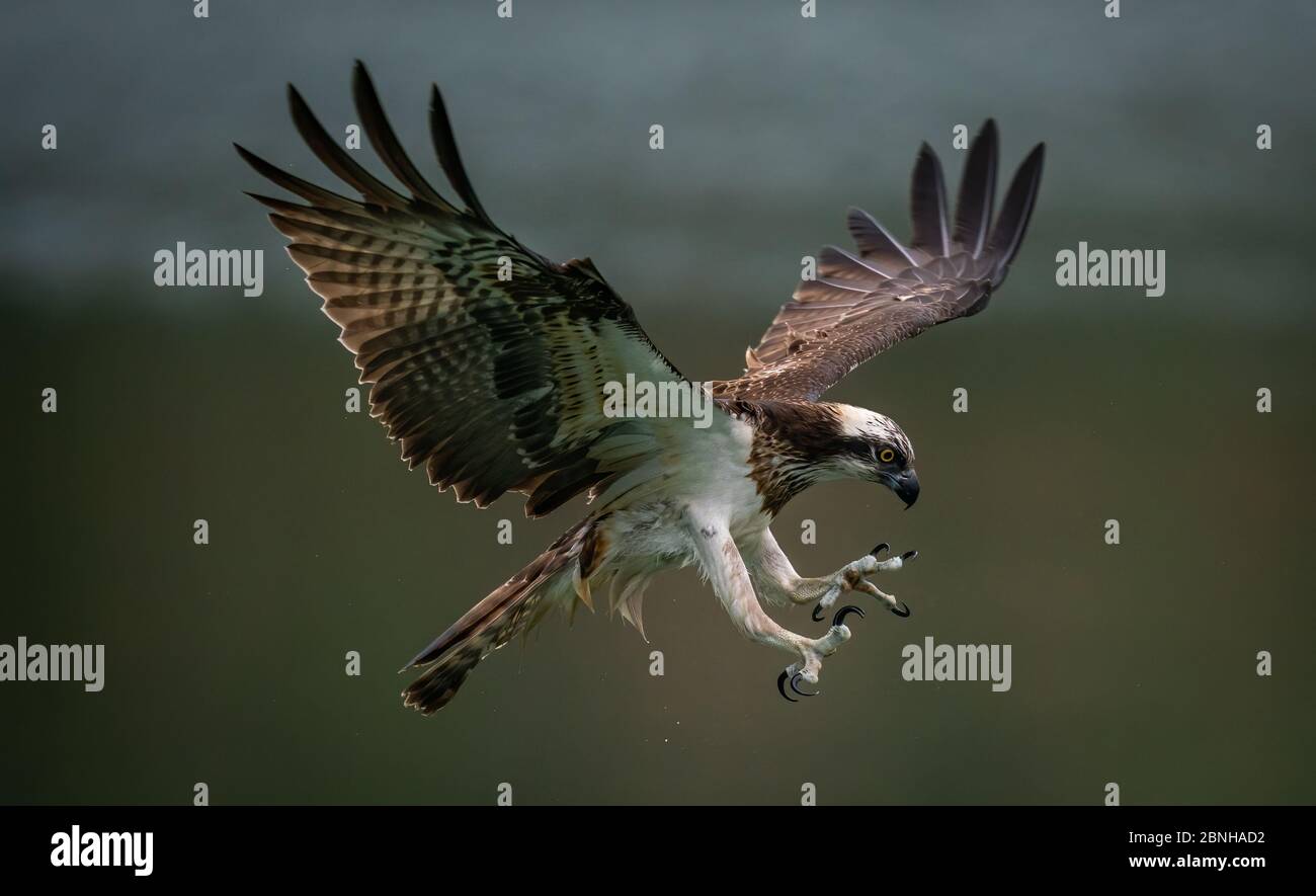 Imagen increíble de un águila pescadora o un halcón marino tratando de caza  Fotografía de stock - Alamy