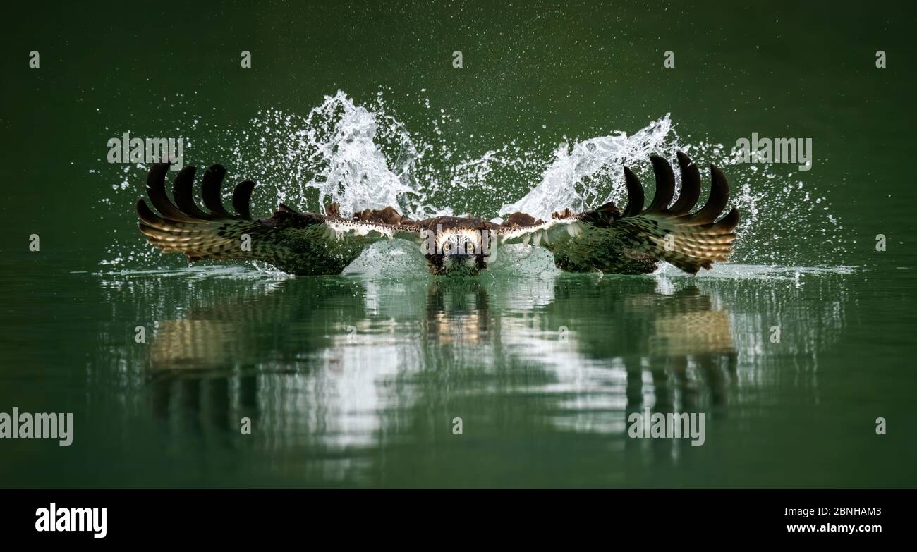 Imagen increíble de un águila pescadora o un halcón de mar cazando un peces  del agua Fotografía de stock - Alamy