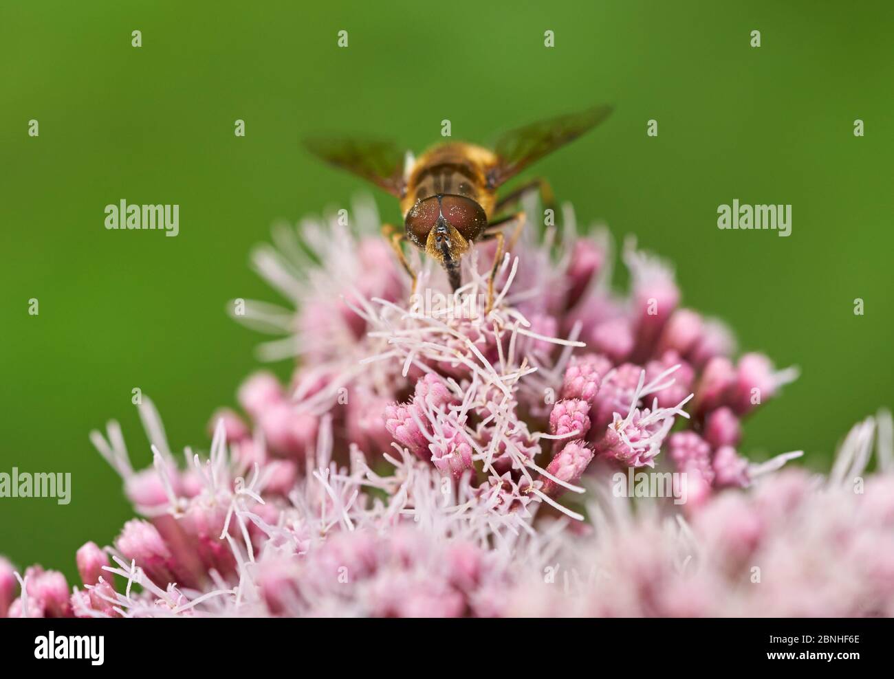 Hoverfly (Eristalis arbustorum) en Hemp Agrimony (Eupatorium cannabinum) Sussex, Reino Unido Foto de stock