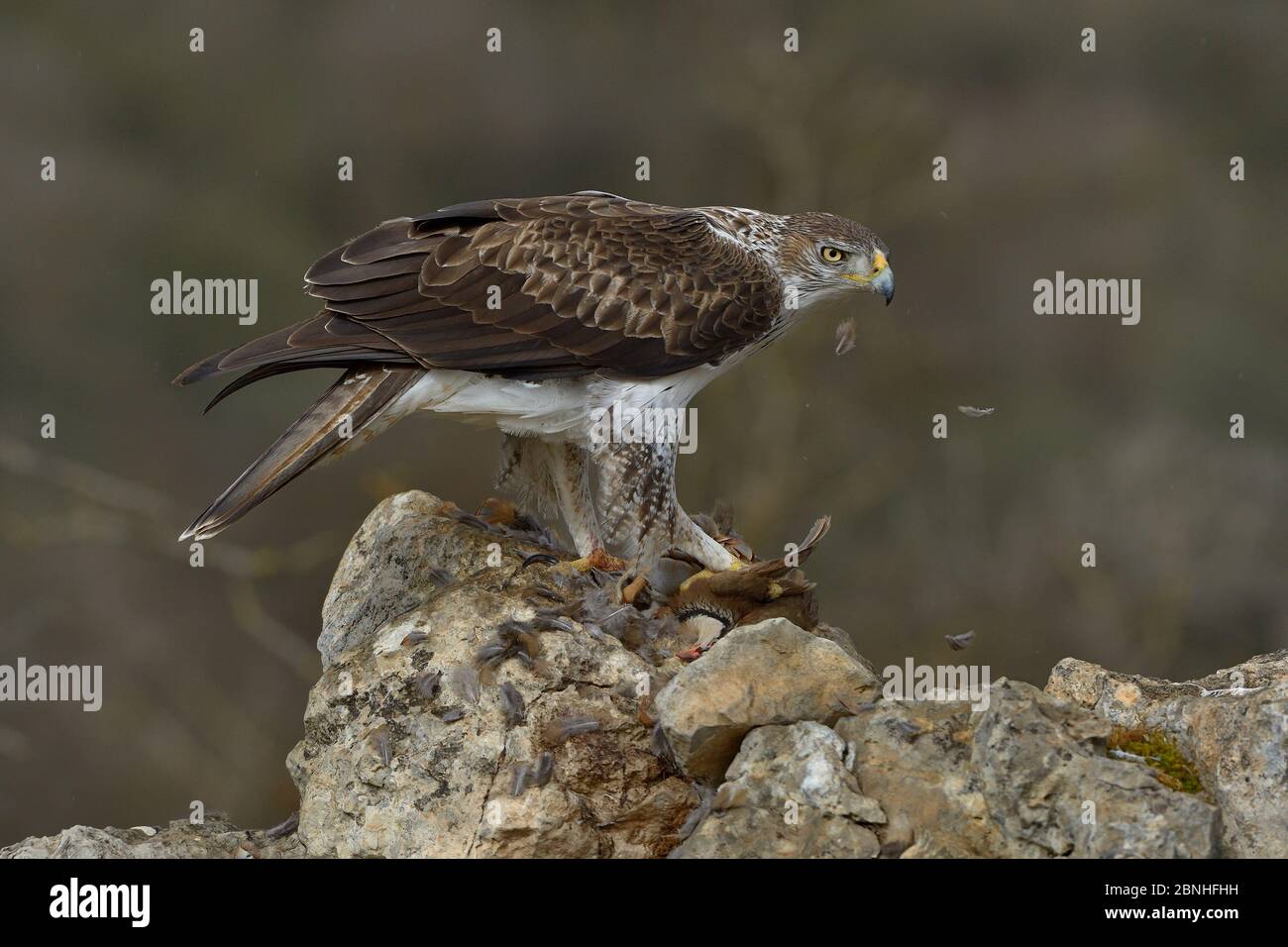 Águila de Bonelli (Aquila fasciata) alimentándose con perdiz de patas rojas (Alectoris rufa) Catalogne, España, febrero Foto de stock