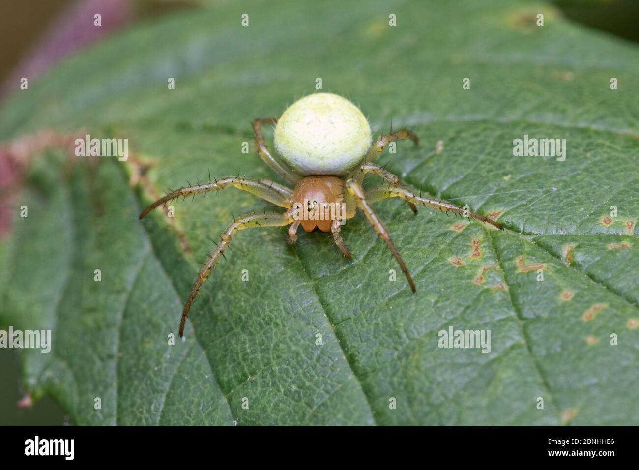 Araña con patas de peine (Enoplognatha ovata) Brockley, Lewisham, Londres, Reino Unido. Julio. Foto de stock