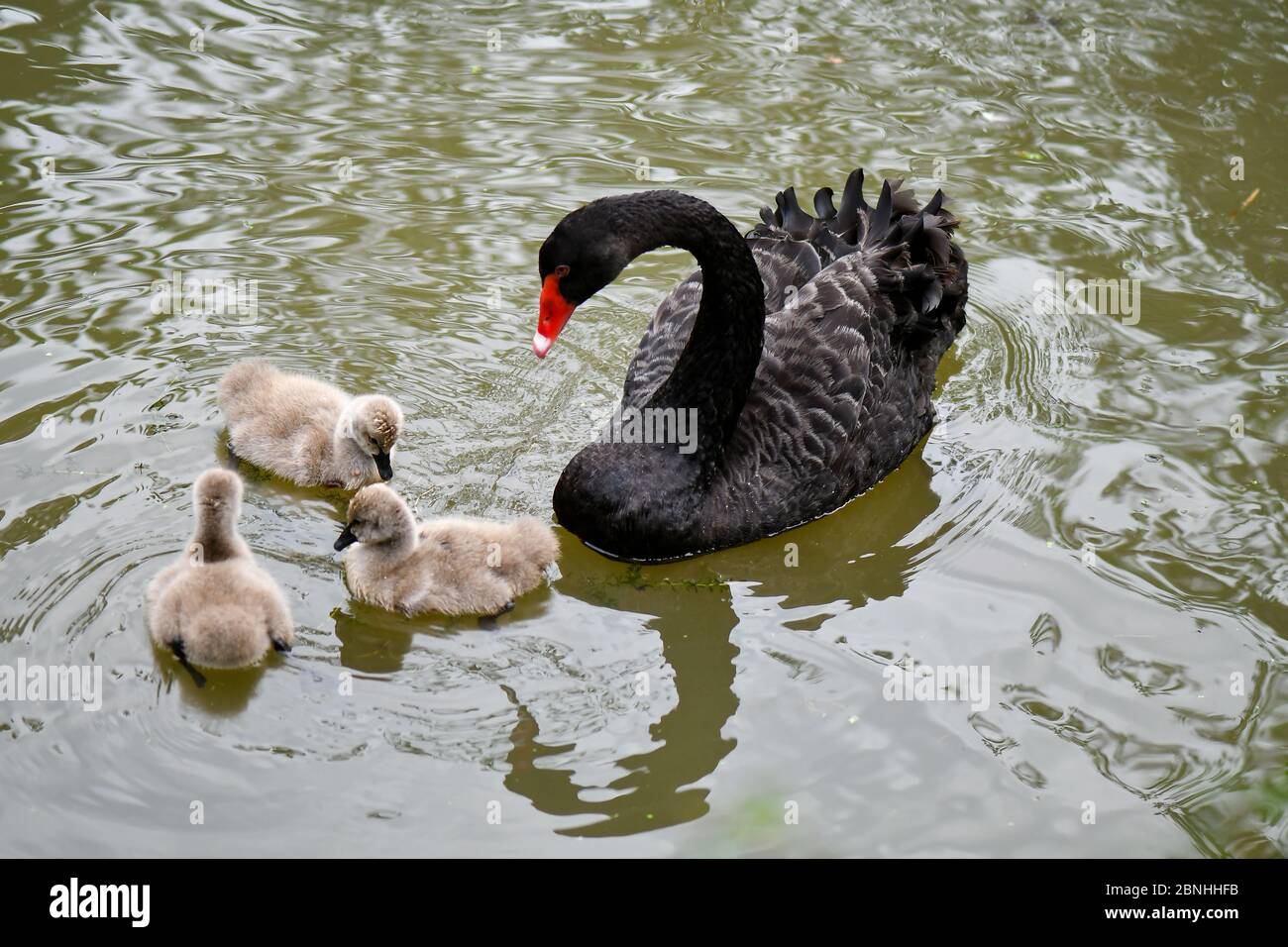 Cisne y cygnet nadar en el estanque Foto de stock