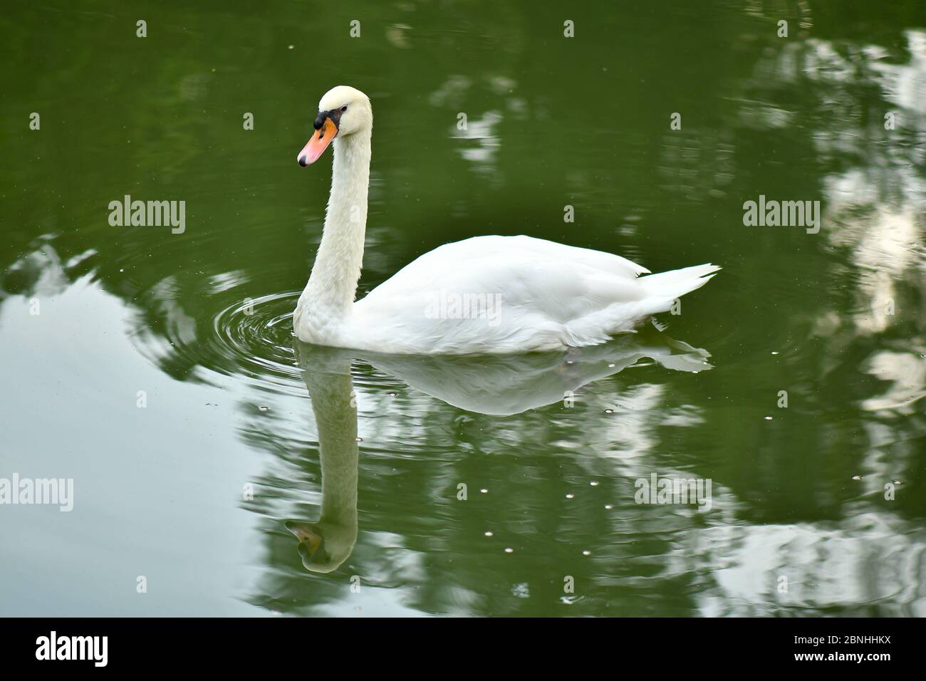 Cisne y cygnet nadar en el estanque Foto de stock