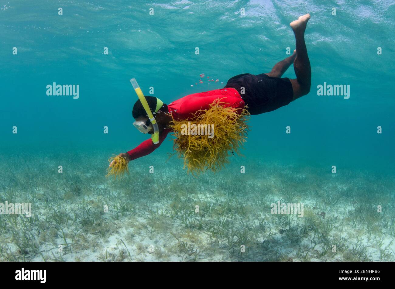 Snorkeler recolectando algas comestibles (Eucheuma sp.) Atolón de arrecife de Lighthouse. Belice. Mayo de 2015. Foto de stock