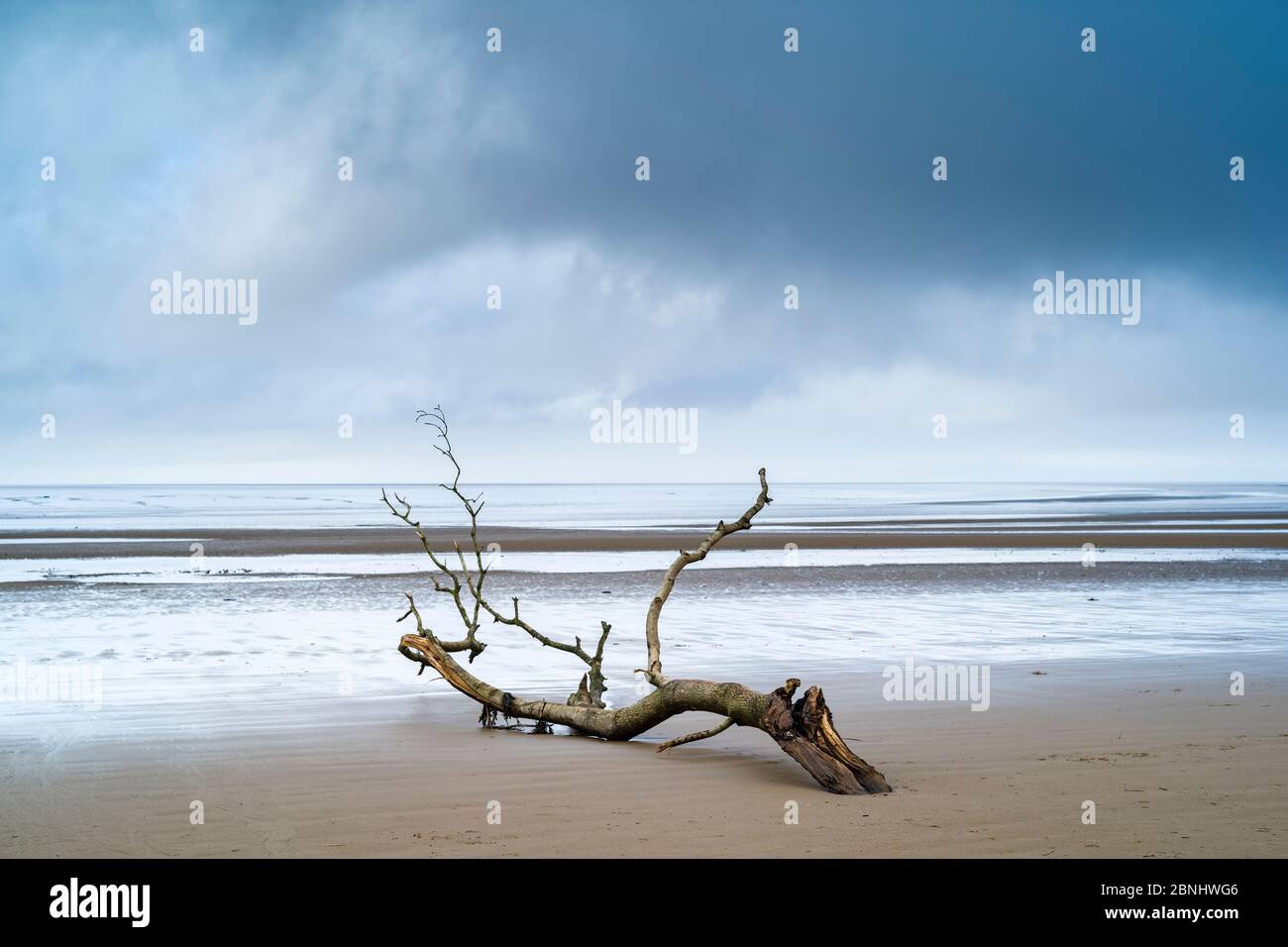 Driftwood - imagen gráfica de rama muerta arrastrada por el mar del Canal de Bristol a la playa de arena en Burnham-on-sea, Somerset, Reino Unido Foto de stock