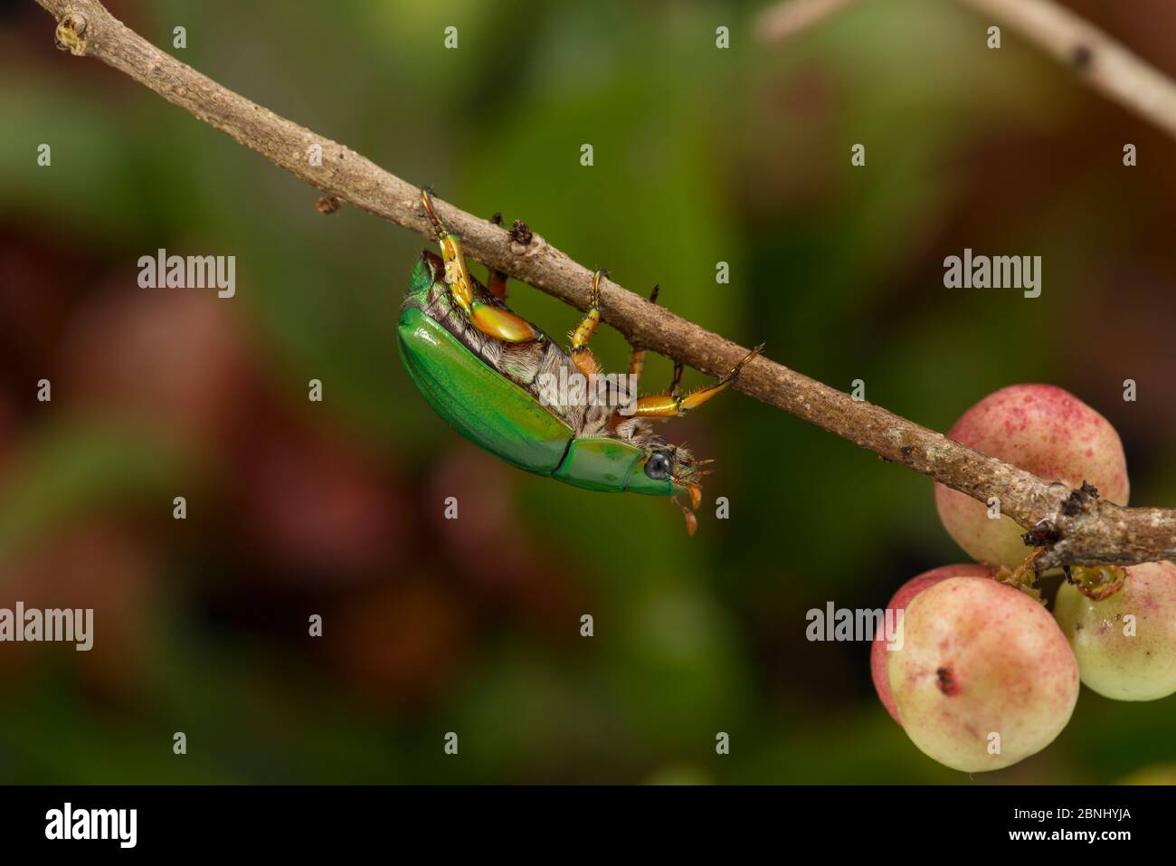 Escarabajo de flores verdes (Cettoniidae) en frutos del bosque, Queensland, Australia. Foto de stock