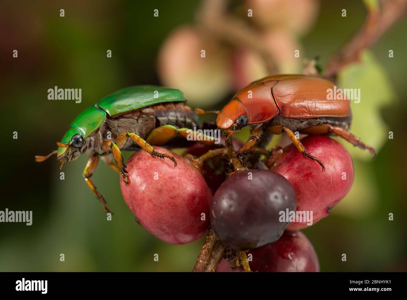 Escarabajo de flores verdes (cettoniinae) sobre frutos del bosque, Queensland,Australia. Foto de stock