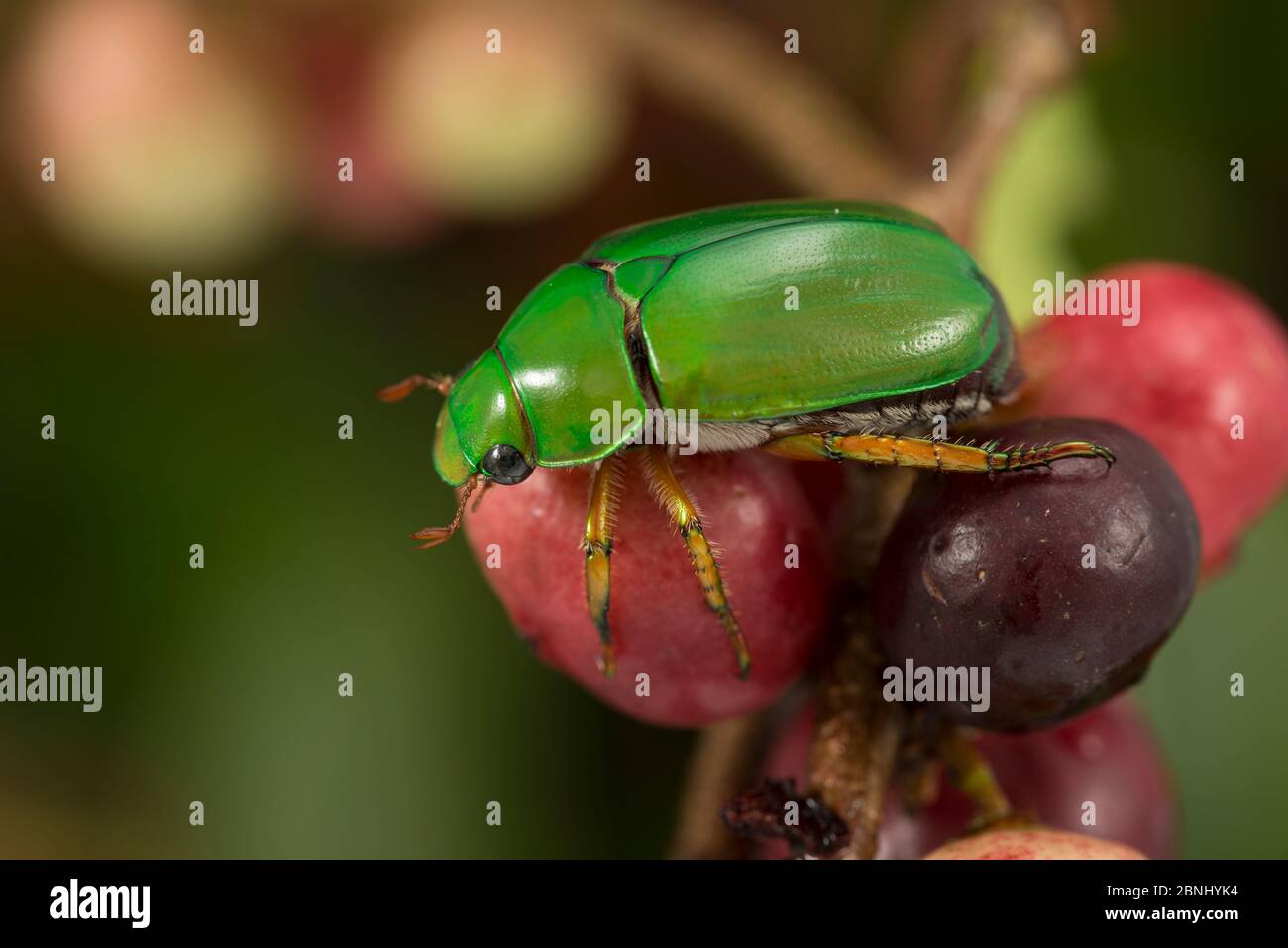 Escarabajo de flores verdes (Cettoniinae) en frutos del bosque, Queensland, Australia. Foto de stock