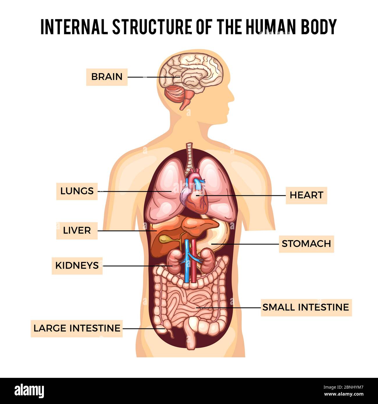 Cuerpo humano y sistemas de órganos. Infografía vectorial Ilustración del Vector