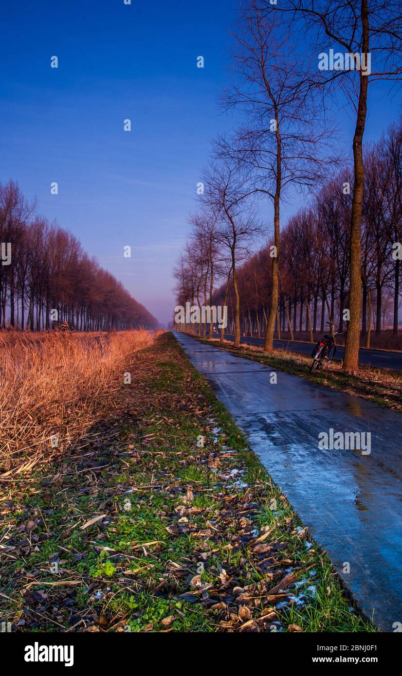 carril de árboles cerca de Brujas, Bélgica Foto de stock