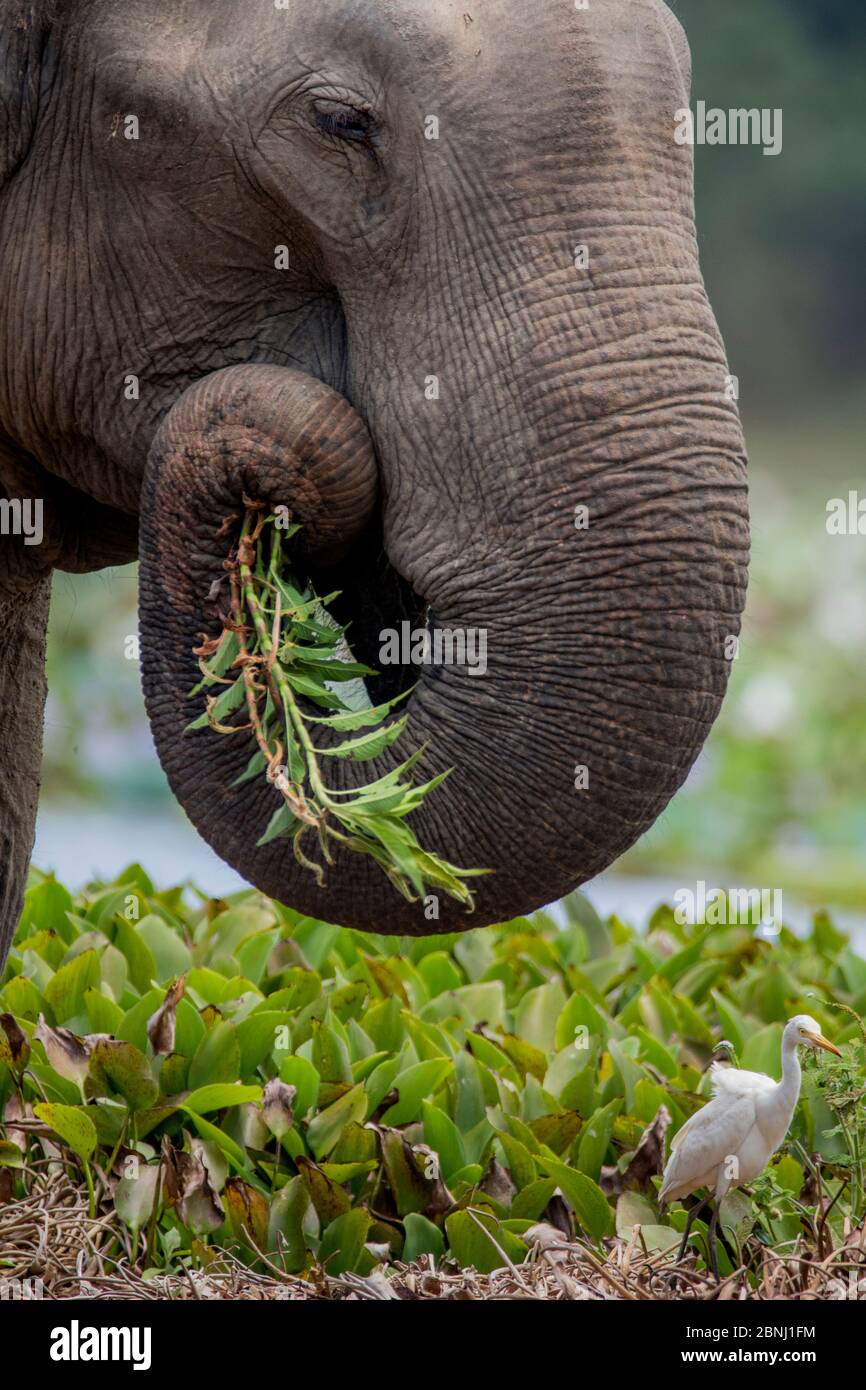 Alimentación de elefantes de Sri Lanka (Elephas maximus maximus), Parque Nacional Yala, Provincia del Sur, Sri Lanka. Foto de stock