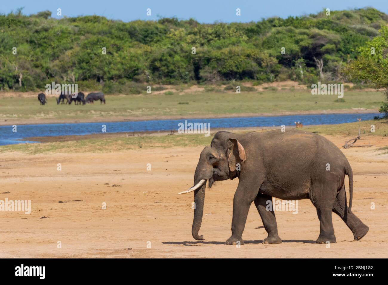 Paseo en elefante de Sri Lanka (Elephas maximus maximus), Parque Nacional Yala, Provincia del Sur, Sri Lanka. Foto de stock