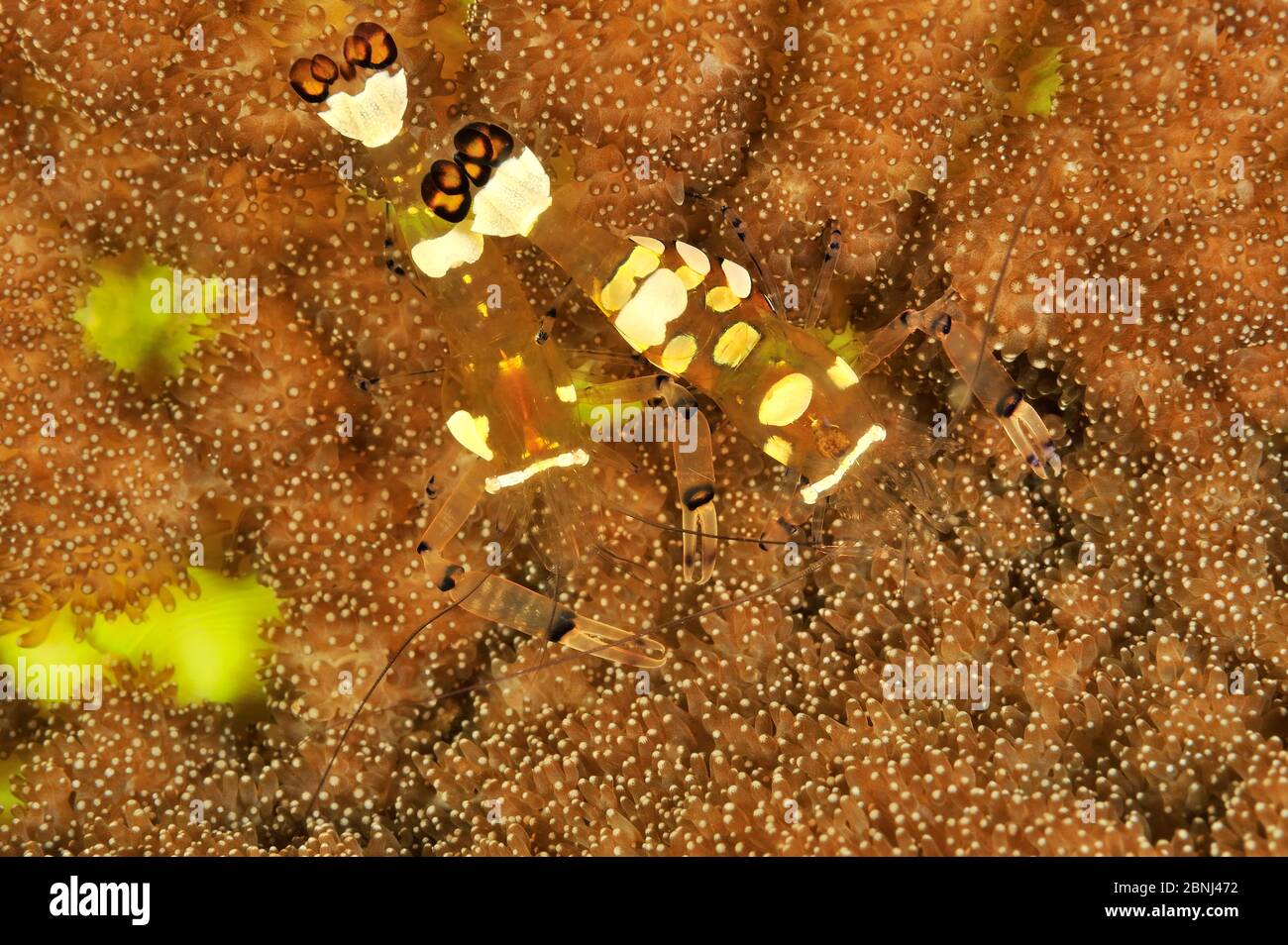 Peacock-tail anemona gambas (Periclimenes brevicarpalis) pareja viviendo en Adhesive sea anemone (Cryptodendrum adhesivum) Sulu Mar, Filipinas Foto de stock