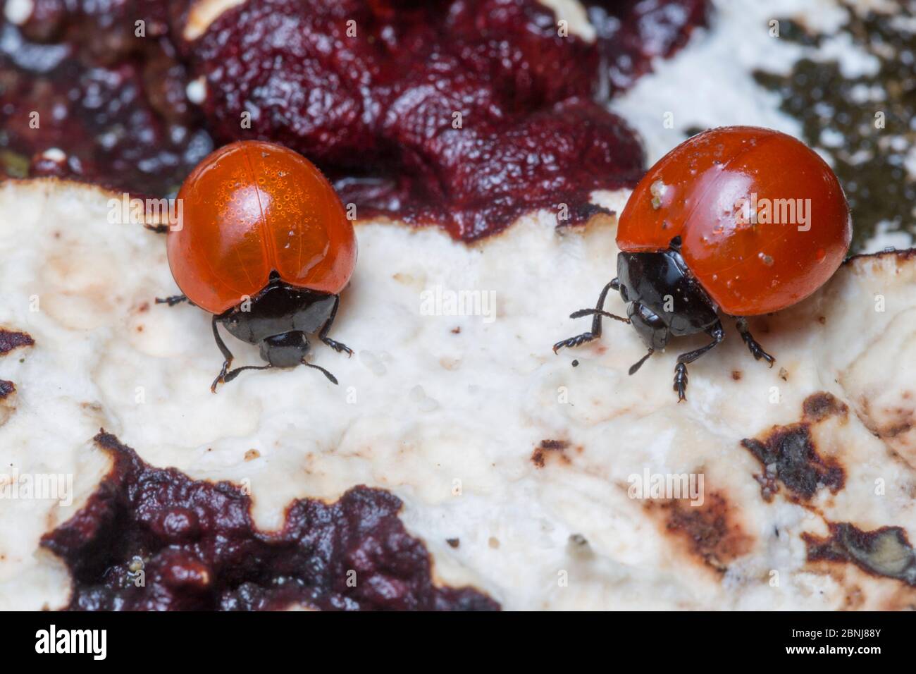 Agradable escarabajos de hongos (Erotylidae) alimentándose de hongos en un tocón de árbol en descomposición, Parque Nacional Corcovado, Península de Osa, Costa Rica Foto de stock