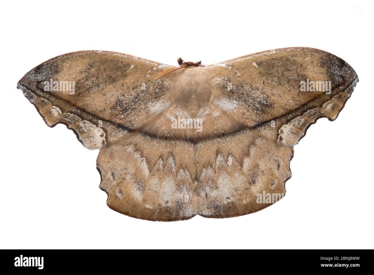 Polilla de hoja muerta (Oxyteninae) fotografiada sobre fondo blanco en estudio de campo móvil, Cordillera de Talamanca, laderas del Caribe, Costa Foto de stock