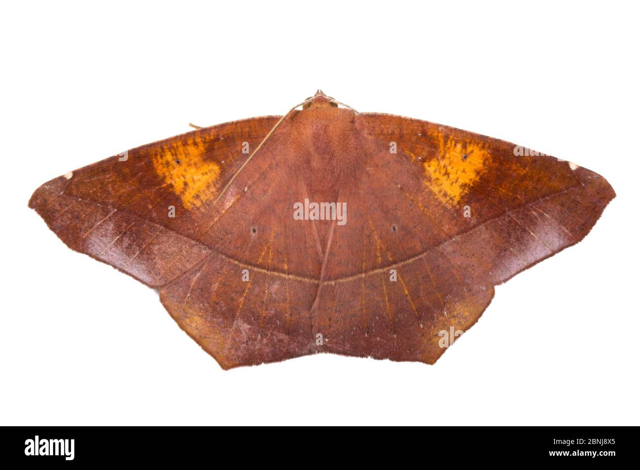 Polilla de hoja muerta (Oxyteninae) fotografiada sobre fondo blanco en estudio de campo móvil, Cordillera de Talamanca, laderas del Caribe, Costa Foto de stock