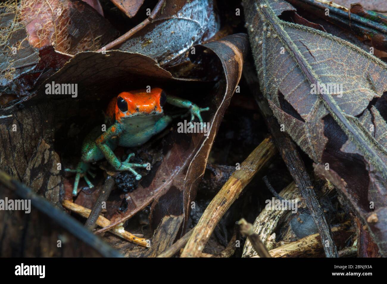 Rana Venenosa (Oophaga granular granulifera) Península de Osa, Costa Rica. La Lista Roja de la UICN de especies vulnerables. Foto de stock