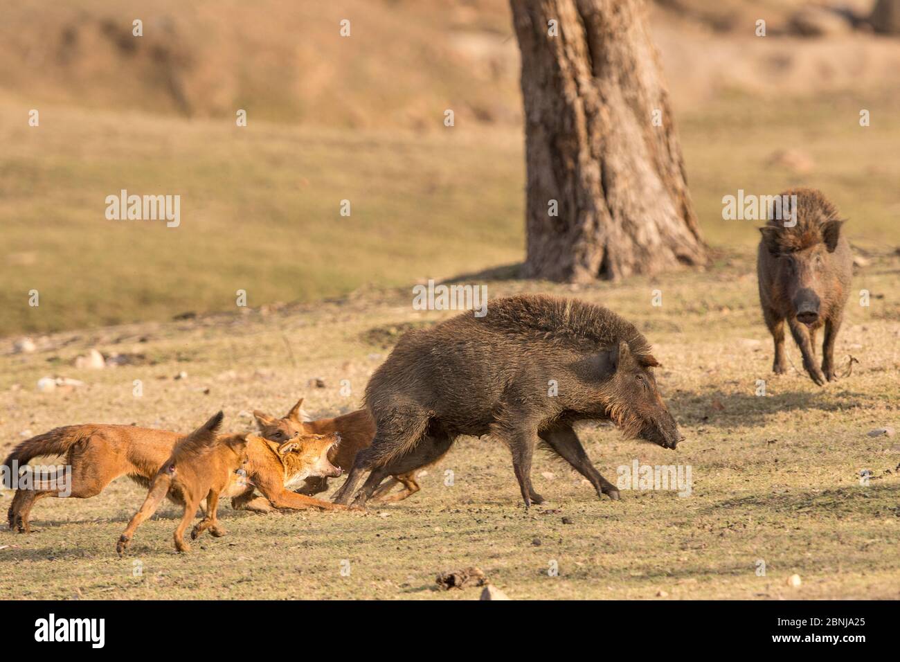 Perros salvajes indios o Dhole (Cuon alpinus) atacando / cazando un jabalí.  Parque Nacional Pench, Madhya Pradesh, India Fotografía de stock - Alamy