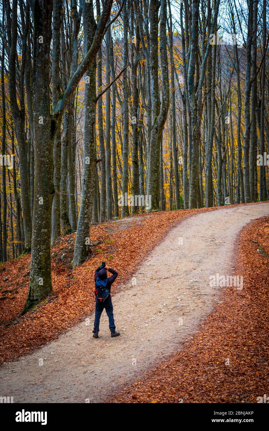Parque Nacional Foreste Casentinesi, Badia Prataglia, Toscana, Italia, Europa. Una persona está tomando fotografías en la madera. Foto de stock