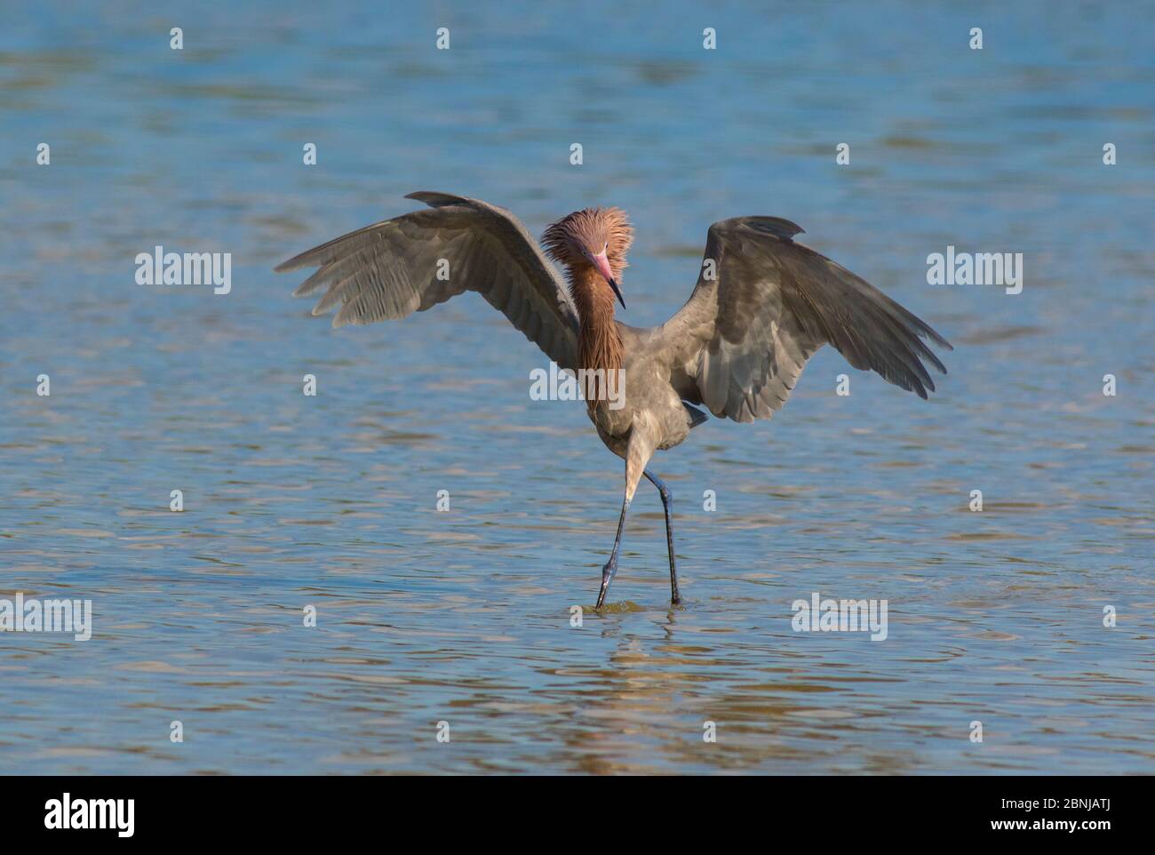 Garza rojiza (Gartta rufescens) morfo oscuro, plumaje de cría, con alas esparcidos, peces persiguiendo, Fort de Soto Park, Florida, EE.UU Foto de stock