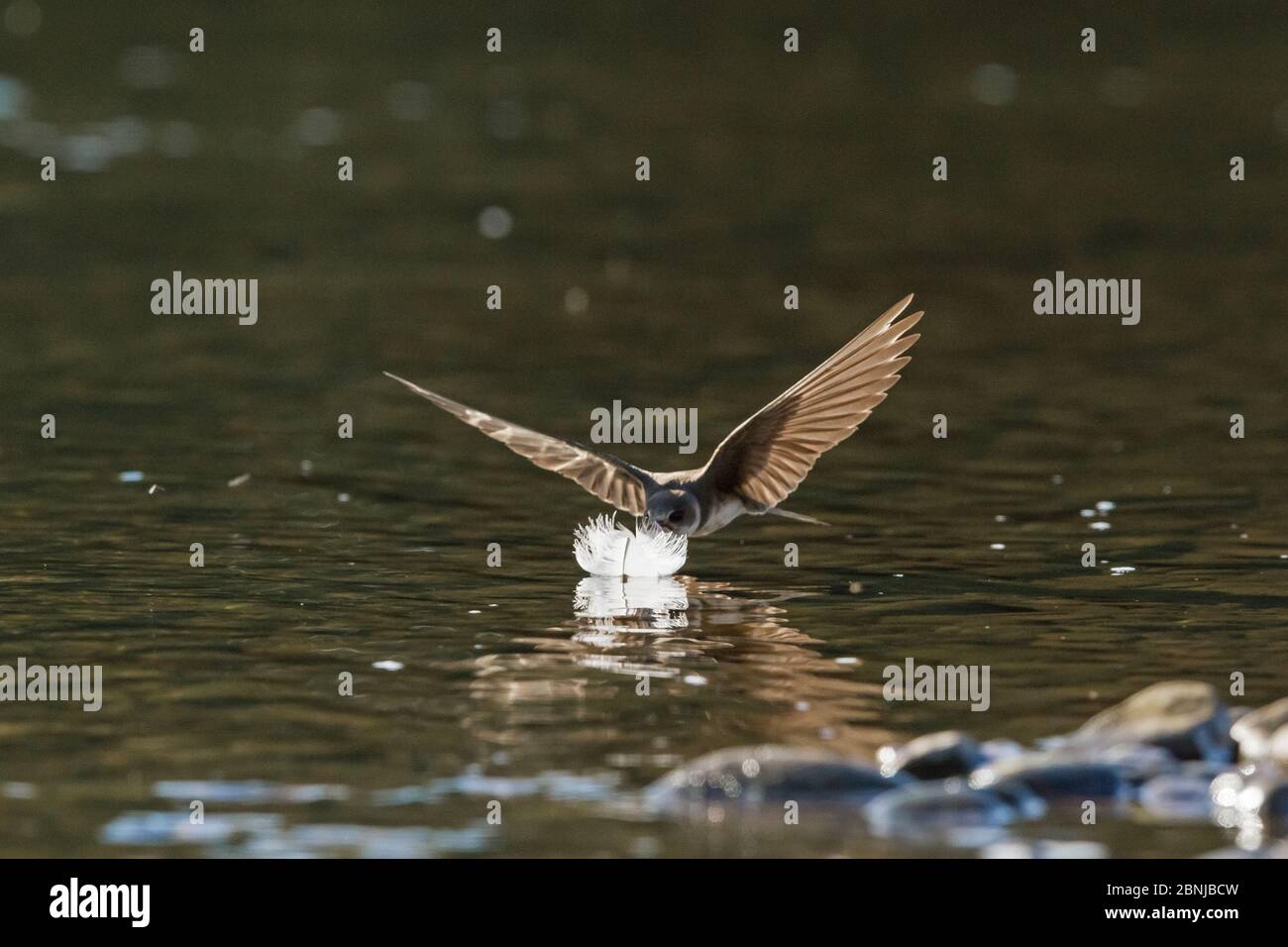 Sand martin (Riparia riparia) a punto de agarrar la pluma de cisne en la superficie del río Wye para alinear su nido situado cerca, Herefordshire, Reino Unido, mayo. Foto de stock