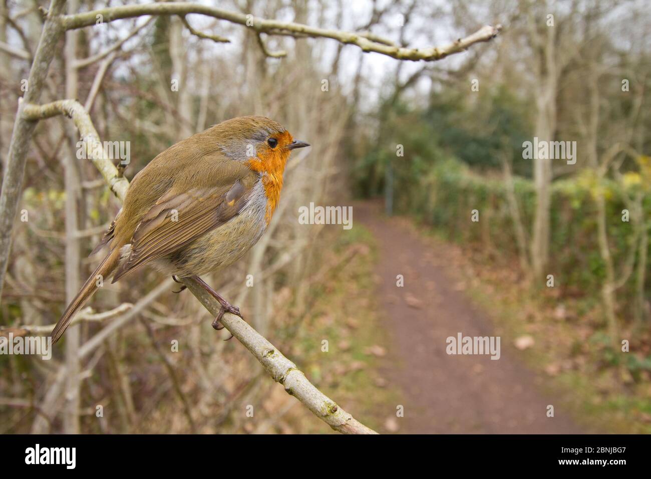 Robin (Erithacus rubecula) encaramado cerca de la ruta pública, Bristol, Reino Unido, marzo. Foto de stock