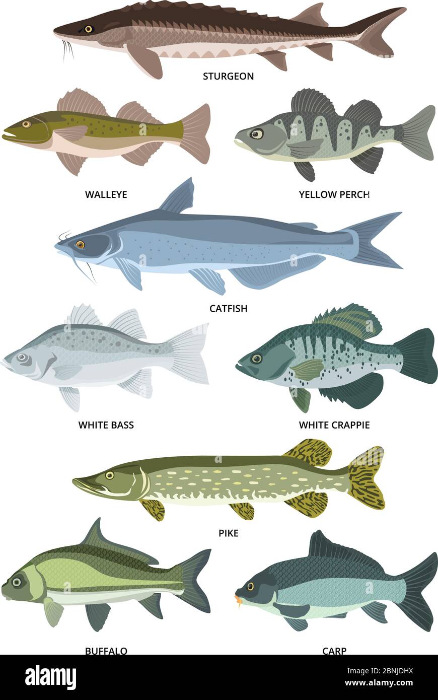 Colección vectorial de diferentes tipos de peces de agua dulce Imagen  Vector de stock - Alamy
