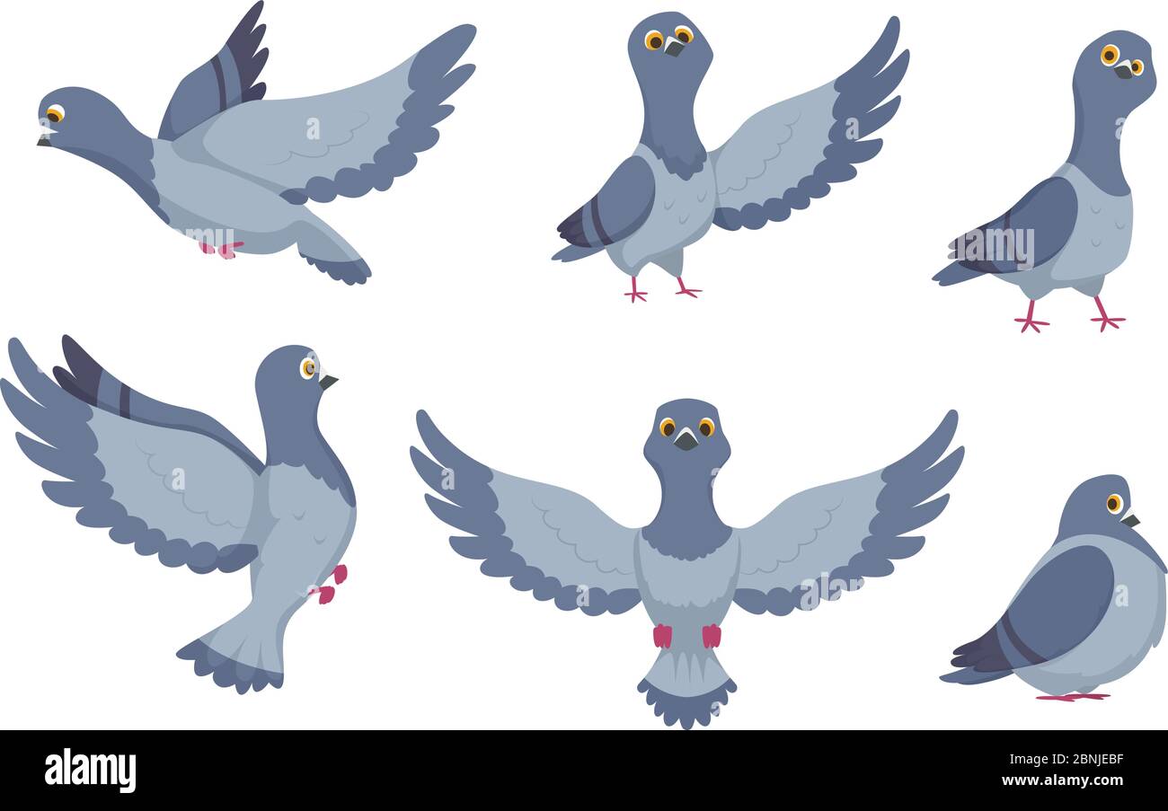 Colección vectorial de palomas de dibujos animados Imagen Vector de stock -  Alamy