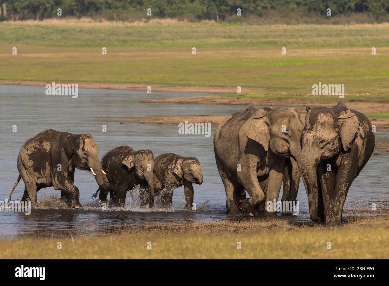 Elefante asiático (Elephas maximus), agua potable y baño familiar, Parque Nacional Jim Corbett, India. Foto de stock