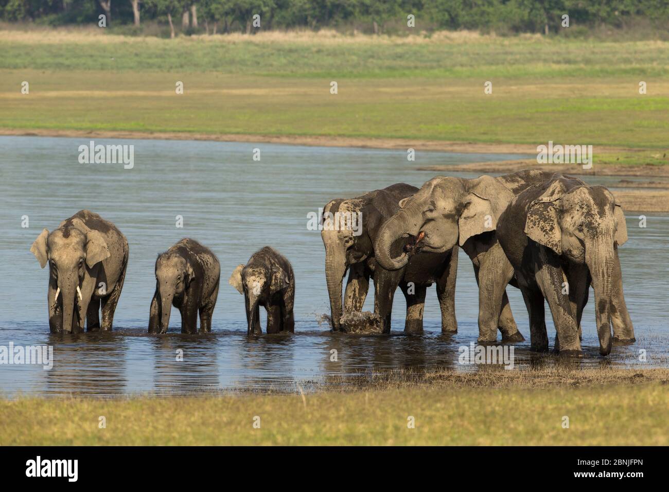 Elefante asiático (Elephas maximus), agua potable y baño familiar, Parque Nacional Jim Corbett, India. Foto de stock