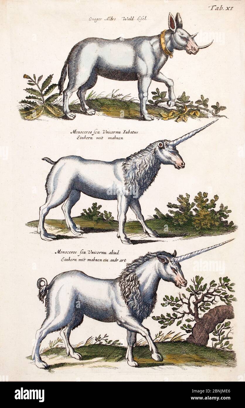 Tidos de unicornio top