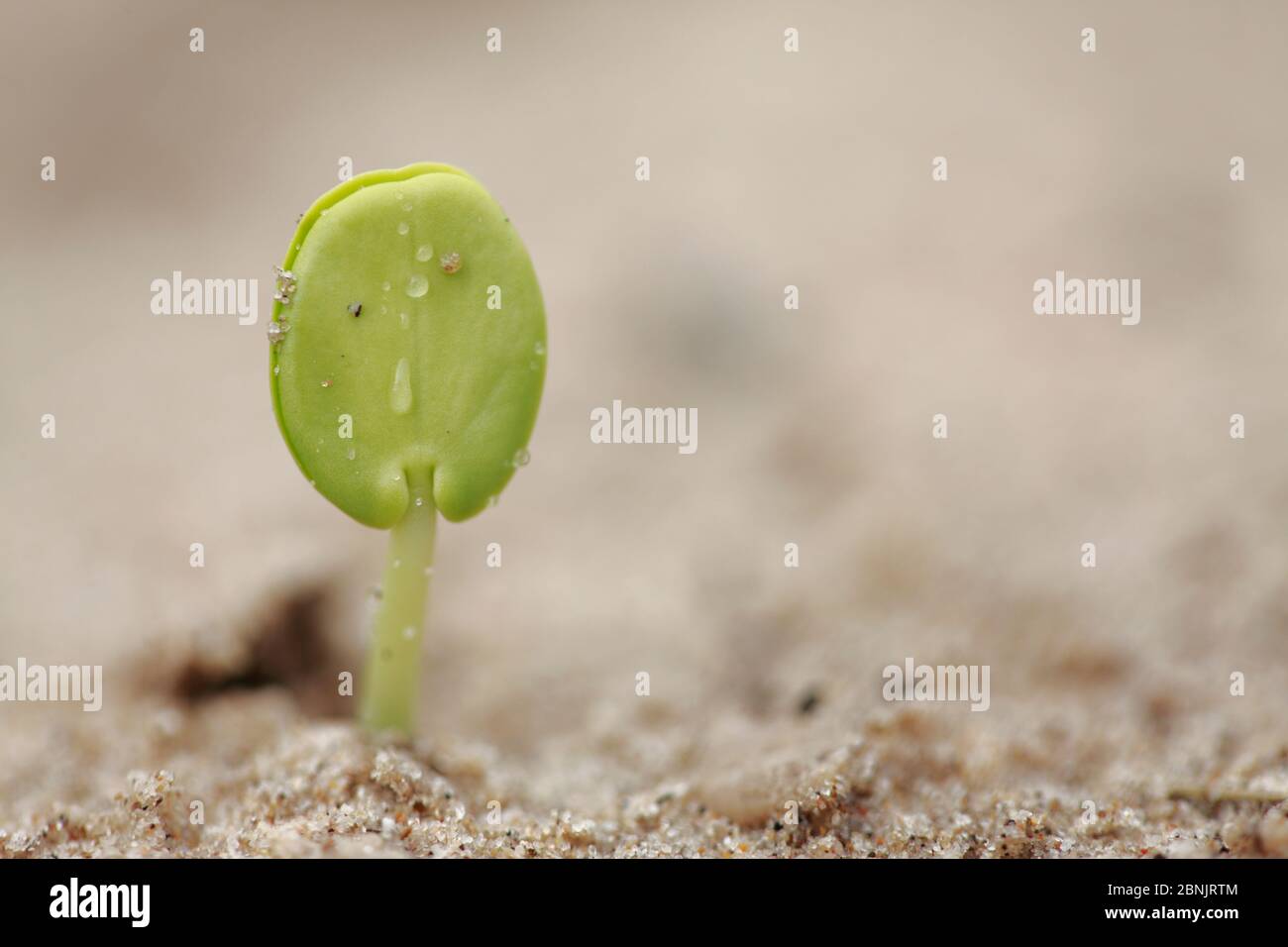 Hojas de semilla de dicotiledón - semilla que comienza a crecer, después de lluvias intensas. South Texas, EE.UU., abril Foto de stock