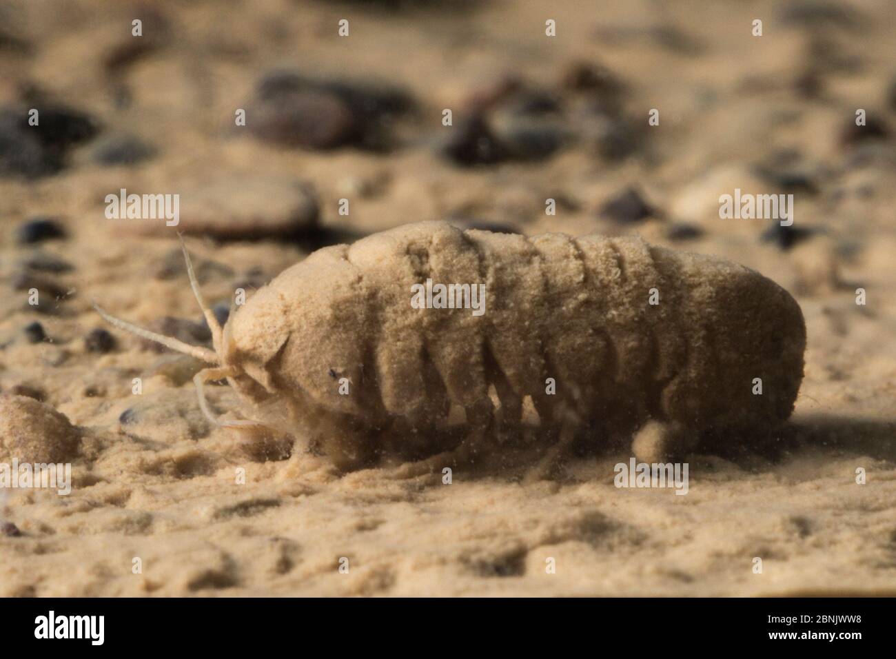 Animal sin espinas fotografías e imágenes de alta resolución Alamy Animal sin espinas fotografías e imágenes de alta resolución Alamy