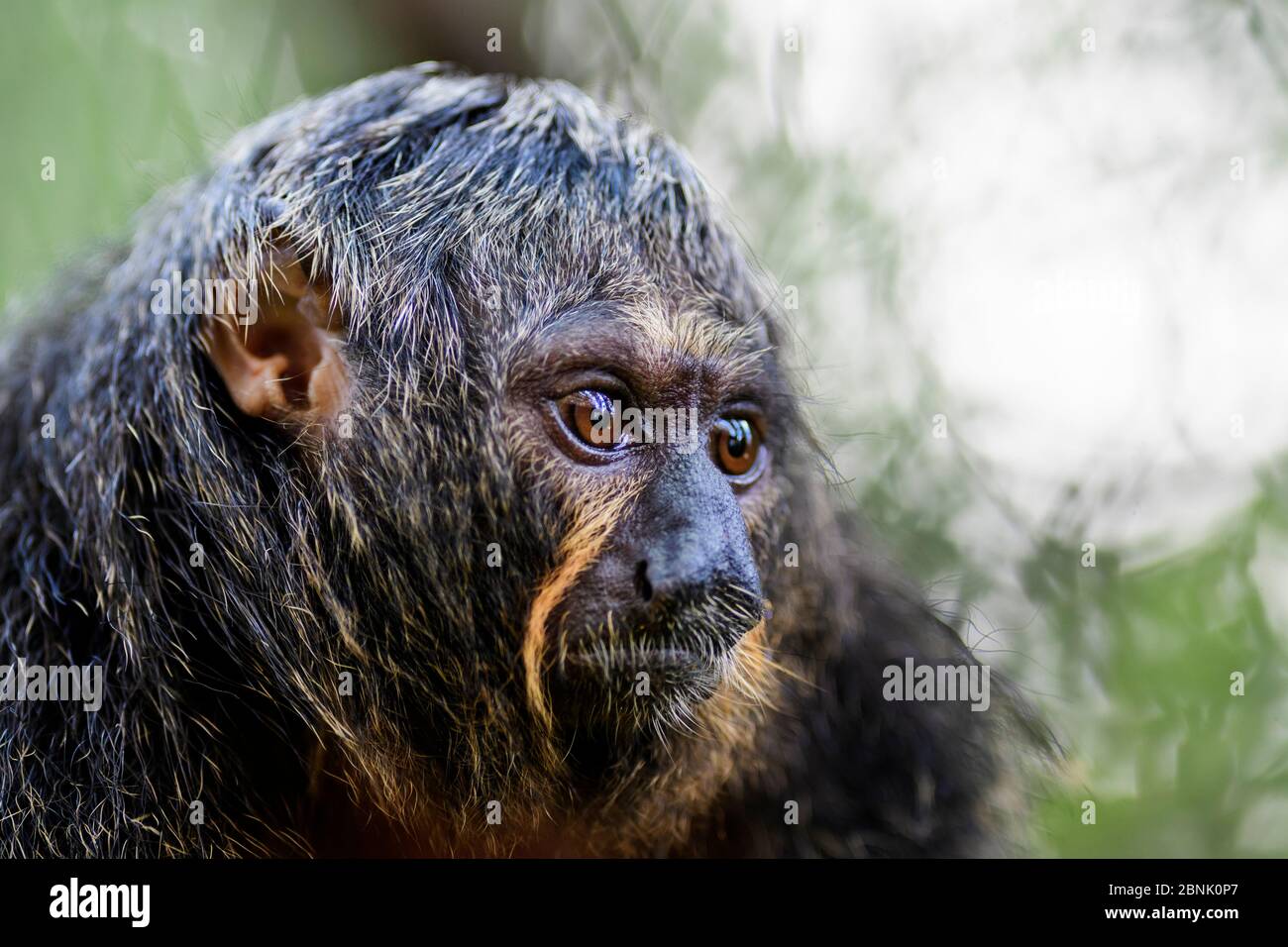 Guianan Saki - Pithecia pithecia, hermoso y raro primate tímido de los bosques tropicales de América del Sur, Brasil. Foto de stock