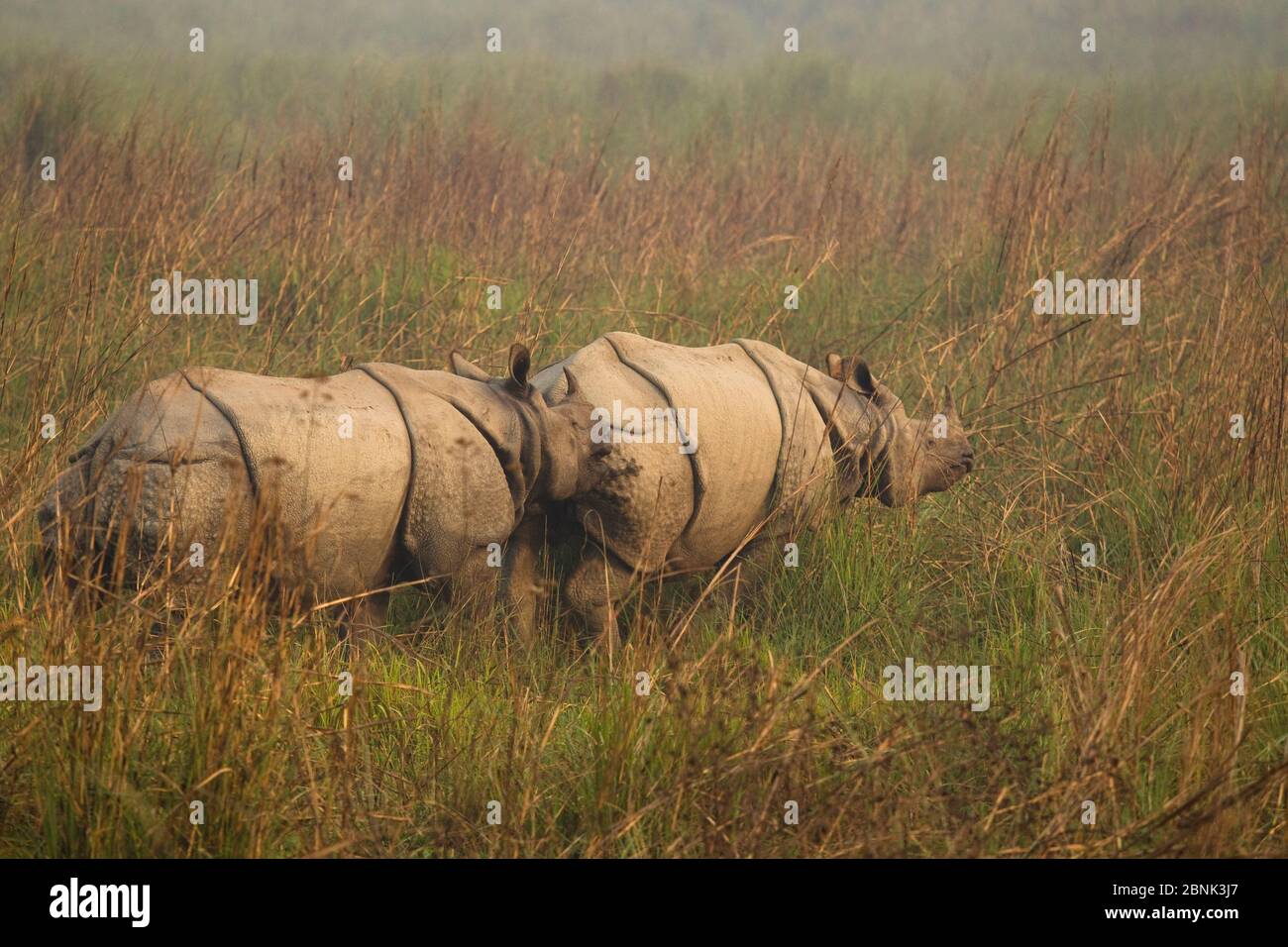 Rinoceronte indio (Rhinoceros unicornis) macho que se esnifaba hembra durante el cortejo. Parque Nacional de Chitwan, Nepal. Foto de stock